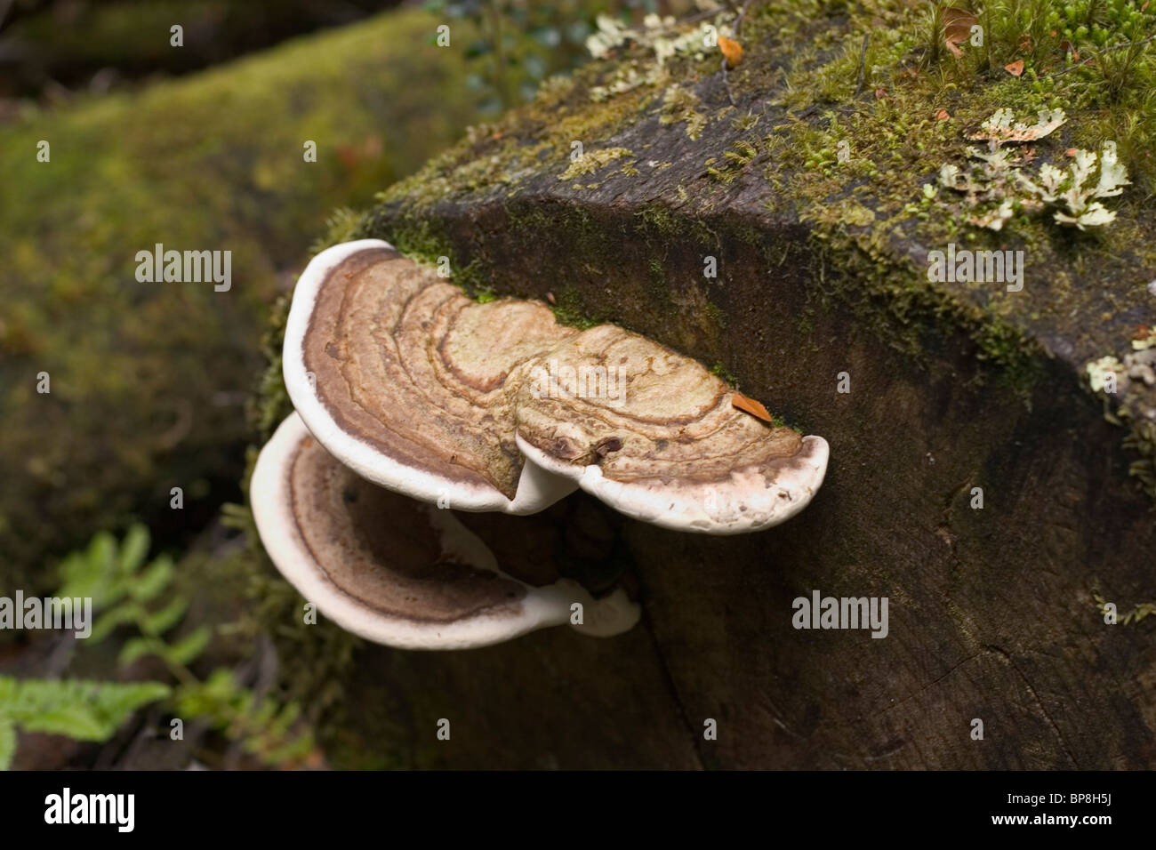 Pilze wachsen auf Baumstamm Stockfoto