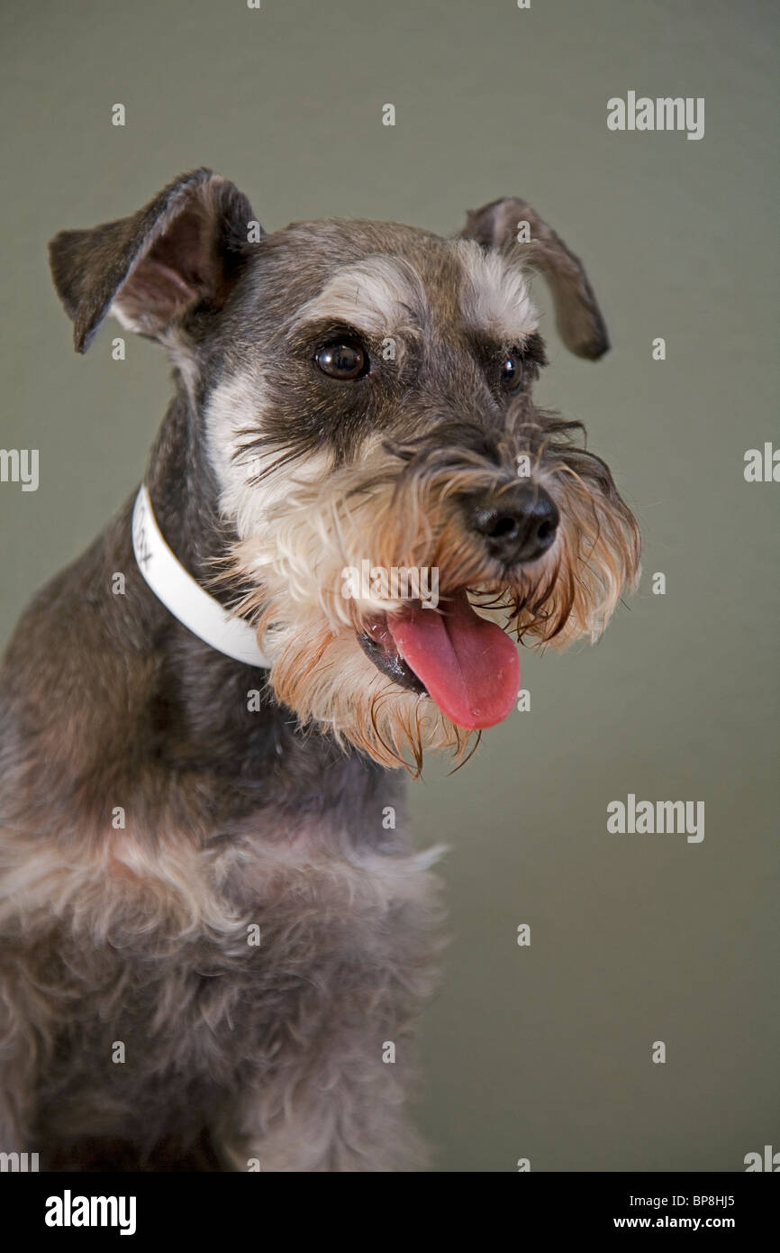 Porträt eines deutschen Schnauzer-Hundes Stockfoto