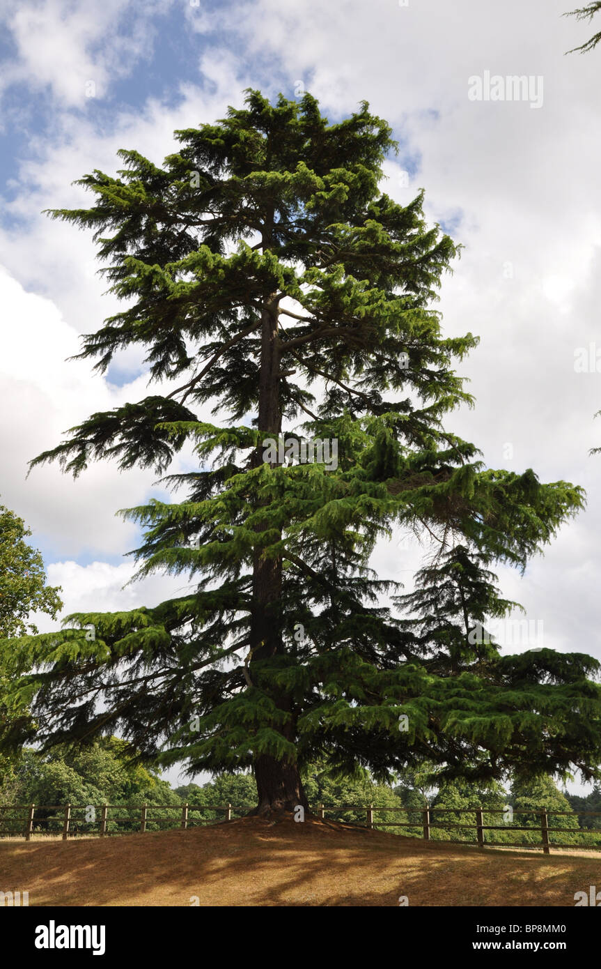 immergrüner Baum Stockfoto