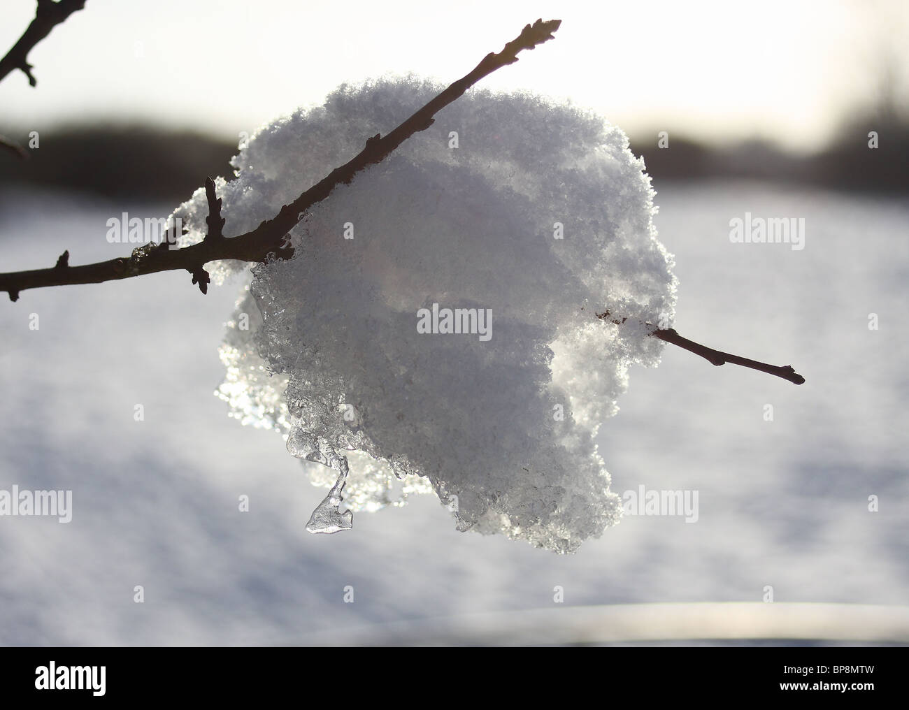 Schmelzender Schnee auf einem Ast Stockfoto