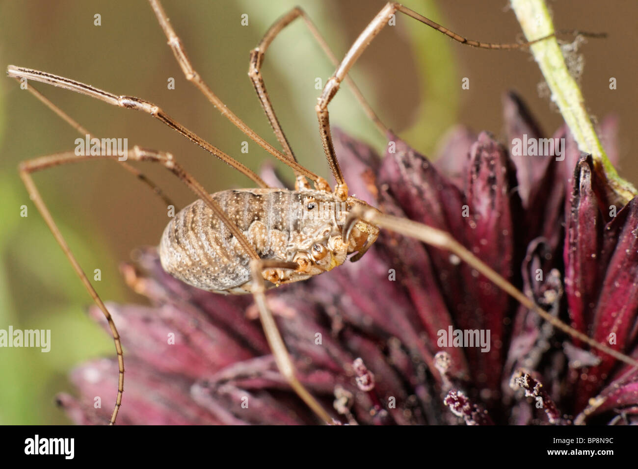 Ein Weberknechte auf die Kornblume. Hat ein Bein fehlt. Stockfoto