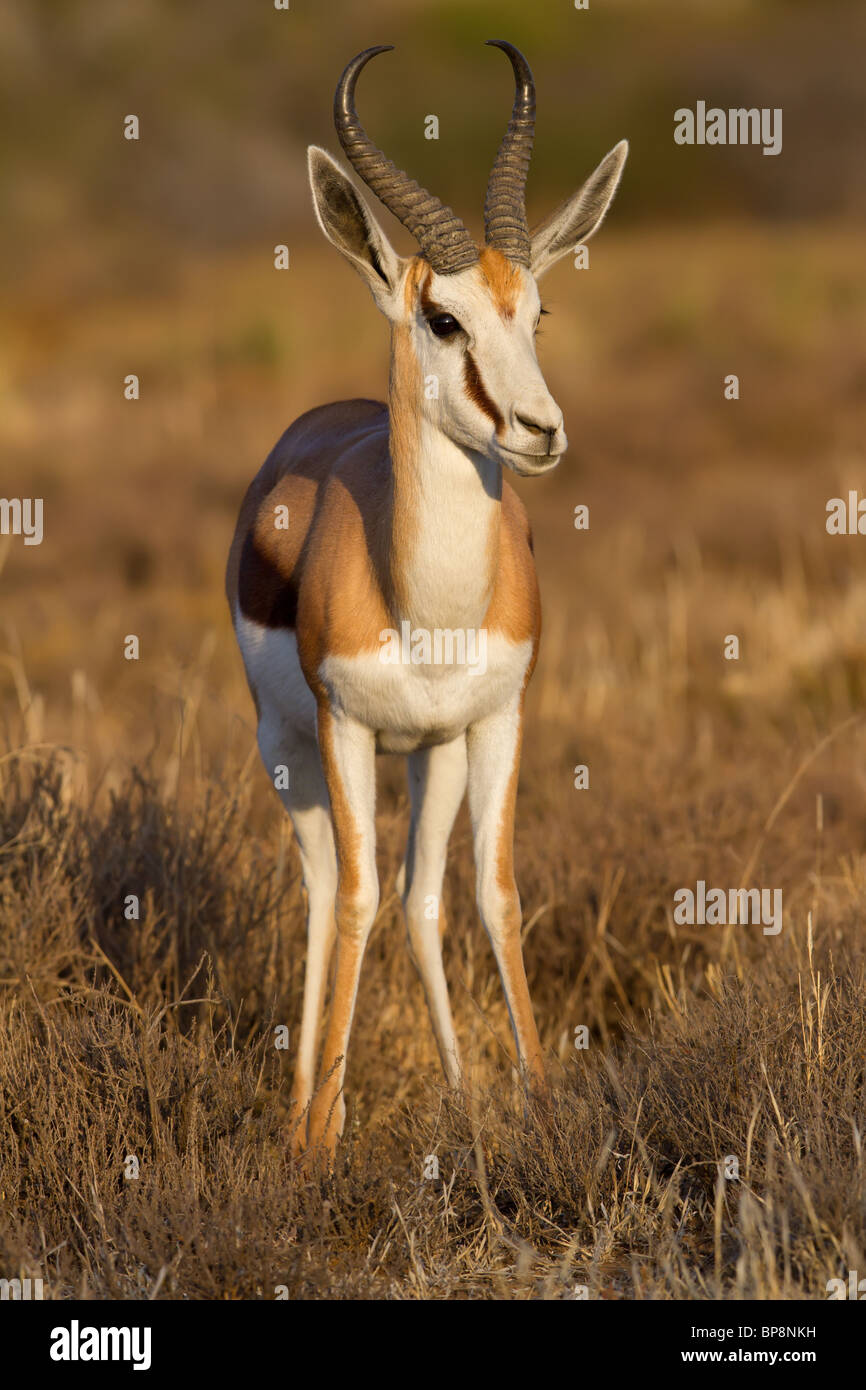 Fahren Sie auf Schuss einen männlichen Springbock auf das Wildgehege Karoo in Südafrika Stockfoto