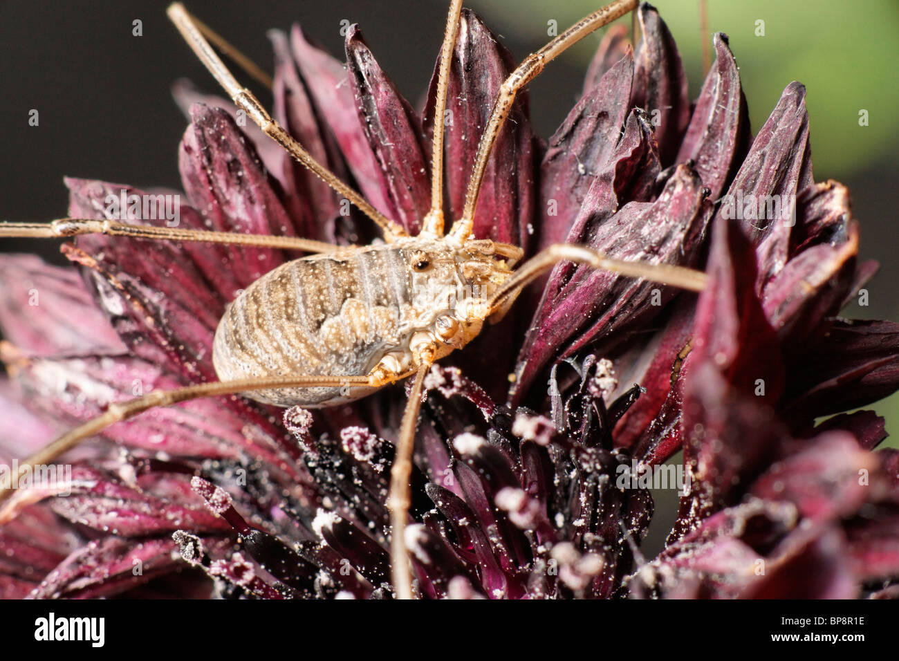 Ein Weberknechte auf die Kornblume. Hat ein Bein fehlt. Stockfoto