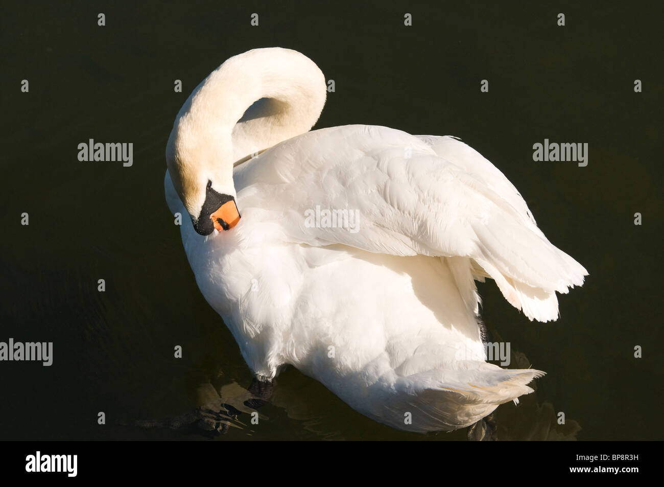 Mute Swan Cygnus olor preening its feathers Stockfoto