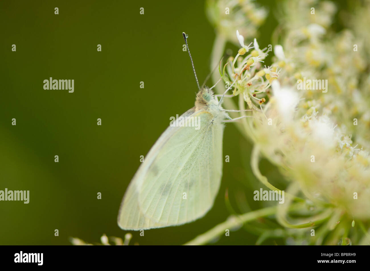 Dieser Schmetterling Kohlweißling wartet der frühen Morgentau verdunsten aus der seine "Flügel vor der Einnahme in die Flucht. Stockfoto