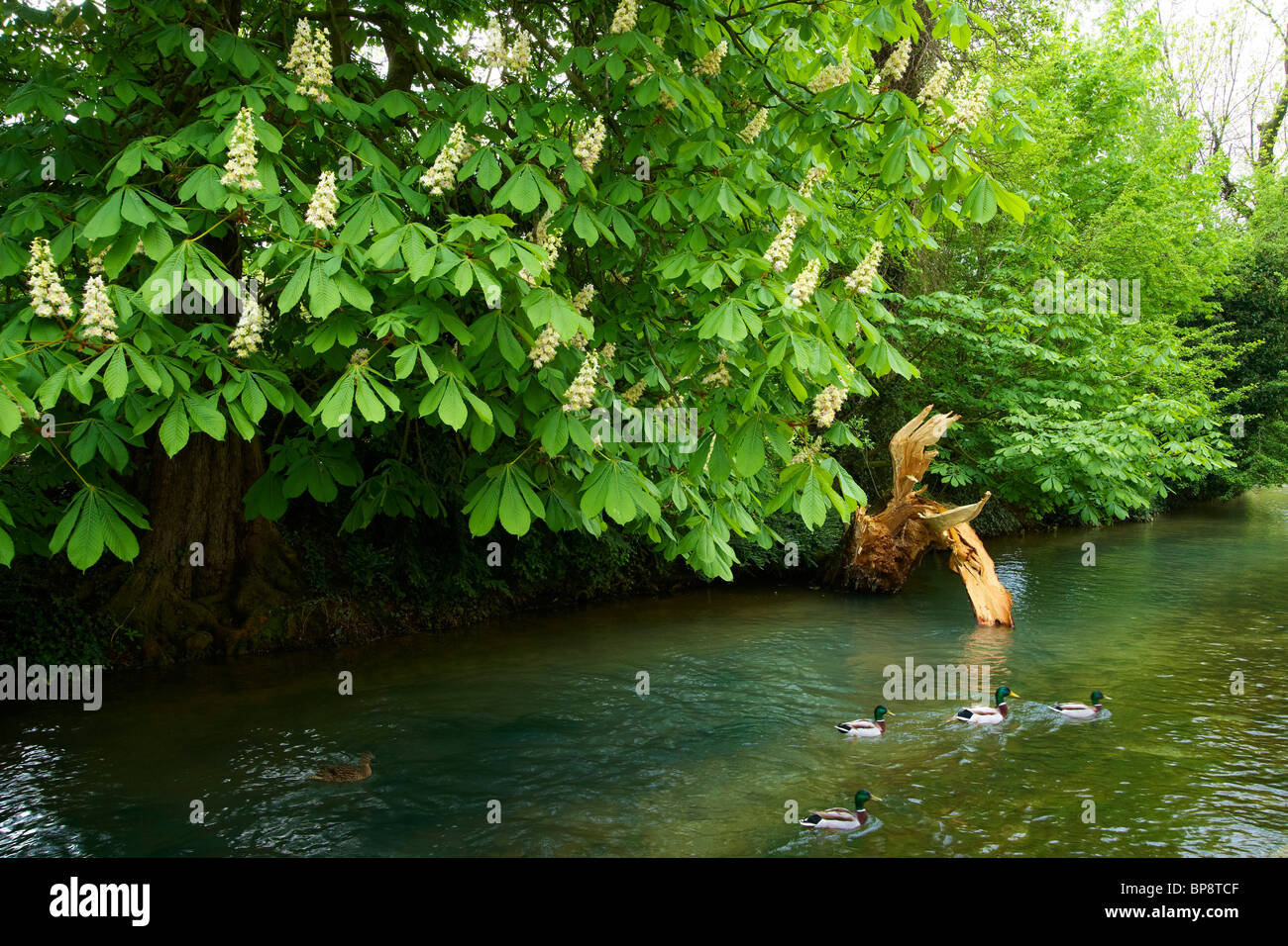 Quelle-Garten der Pader, Strasse der Weserrenaissance, Paderborn, Teutoburger Wald, Lippe, NRW, Deutschland, E Stockfoto