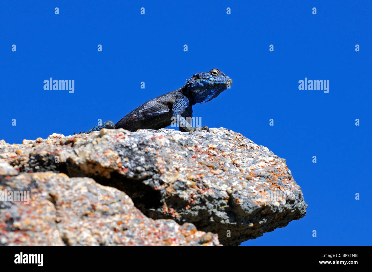 Männchen des Southern Rock Agama, Suidelike Rotskoggelmander, Namaqualand, Südafrika Stockfoto