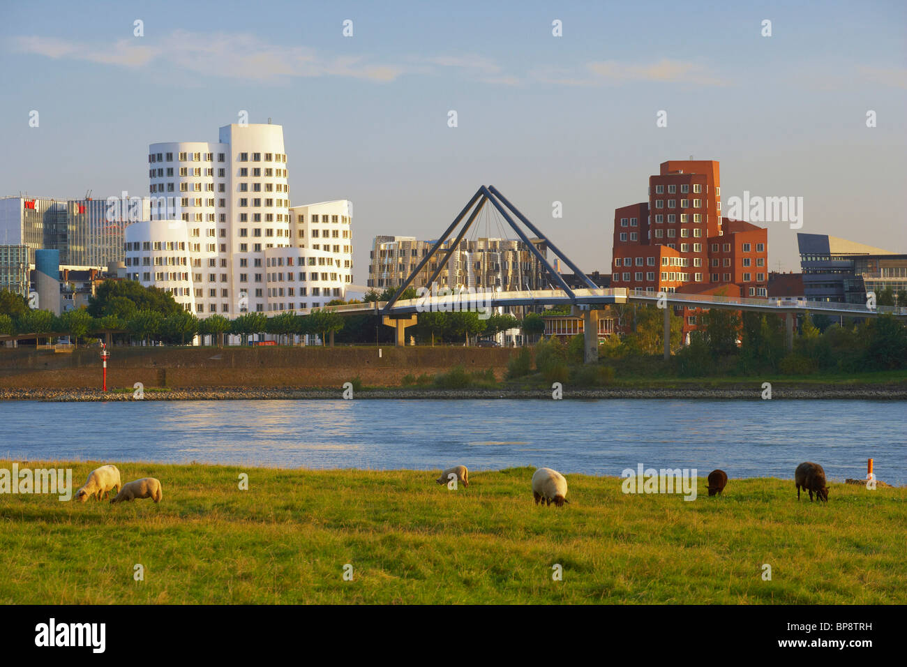 Spätsommer, Blick vom Weiden in Düsseldorf - Oberkassel bei Düsseldorf mit MedienHafen, Niederrhein, Nordrhein-Westfalen Stockfoto