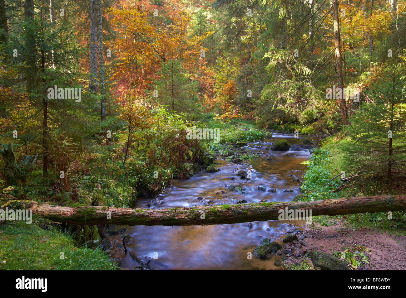 Willkommen im Zauberwald:  Schwarzwaldbilder Modern – Ein Blick in die Zukunft der Tradition