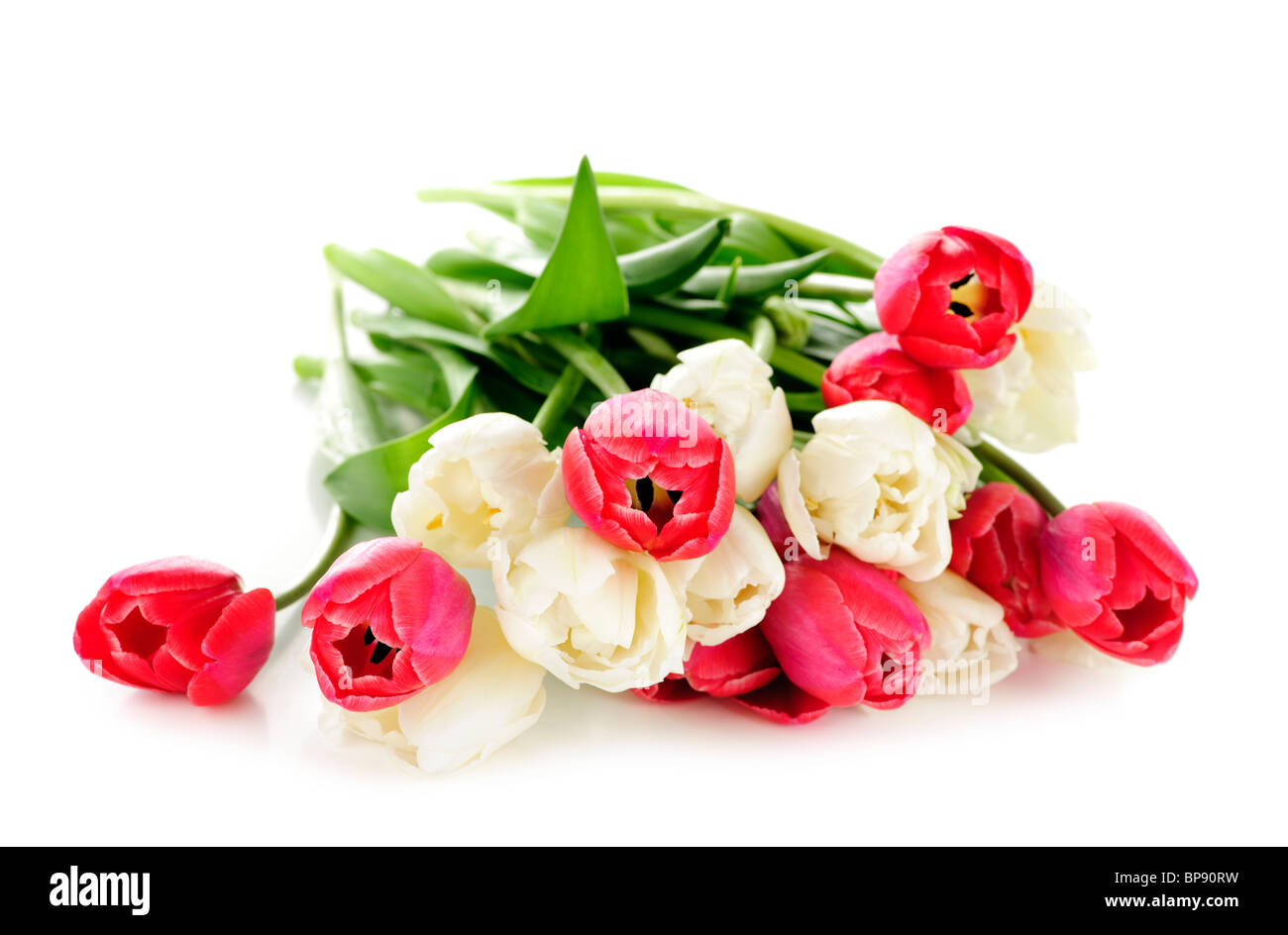 Bouquet von roten und weißen Tulpen isoliert auf weißem Hintergrund Stockfoto