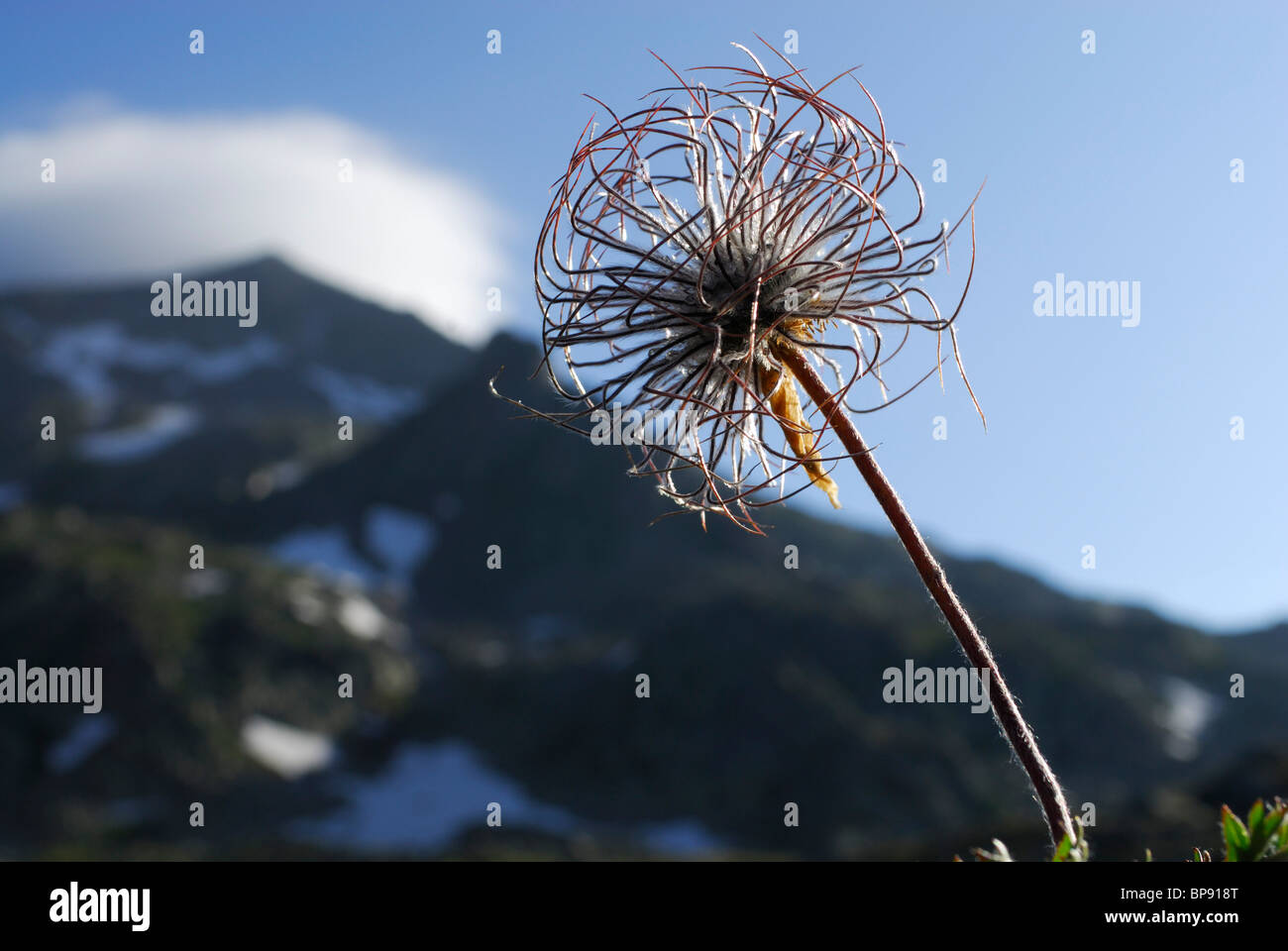 Frucht des alpine Anemone, Ahrntal, Zillertaler Alpen, Südtirol, Italien Stockfoto
