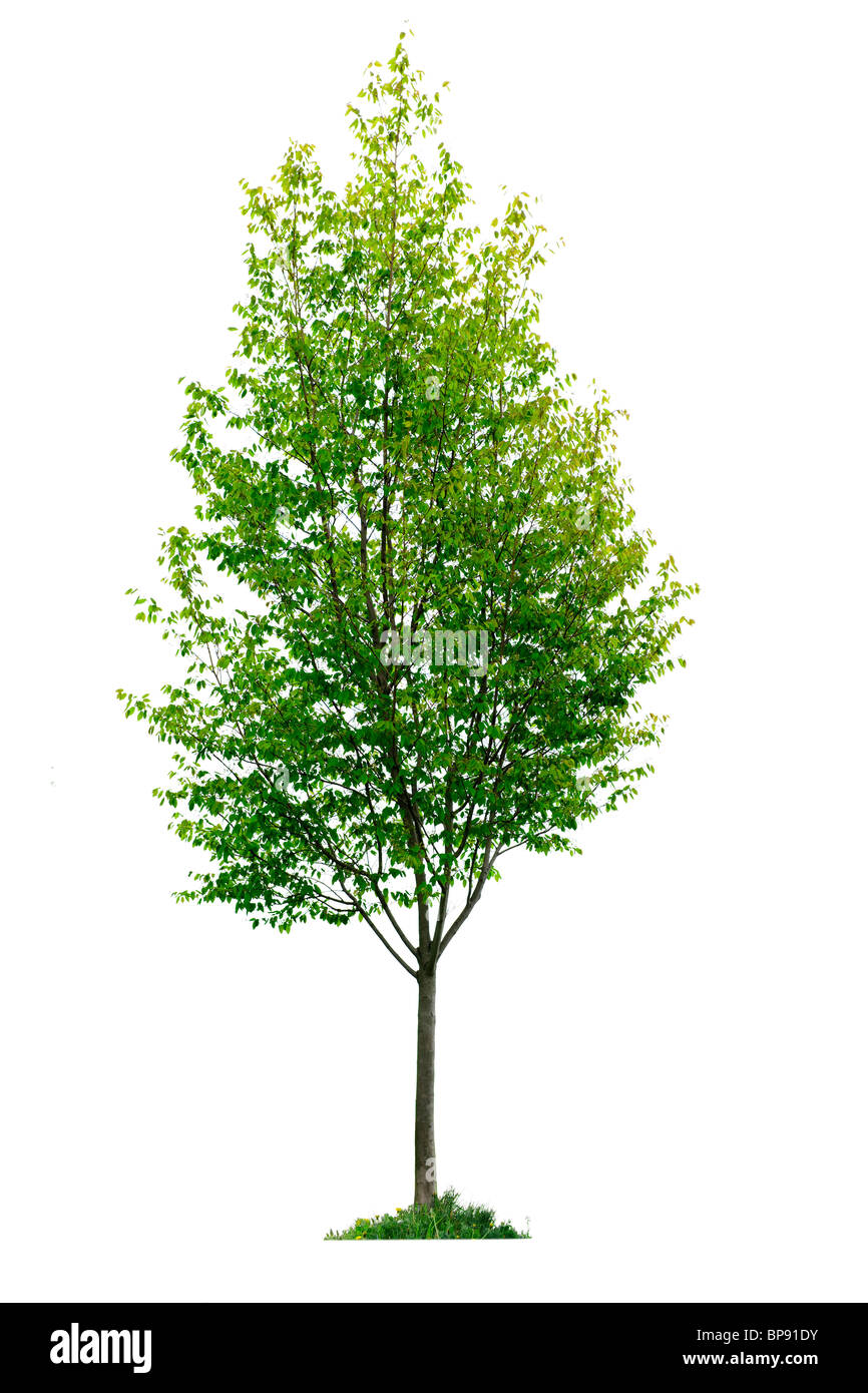 Junger Baum mit grünen Blättern, die isoliert auf weißem Hintergrund Stockfoto