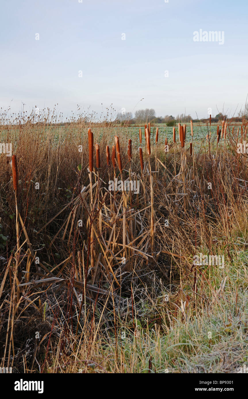Winterlandschaft. Frost, Vegetation in Entwässerungsgraben, Reedmace, Ackerland Stockfoto