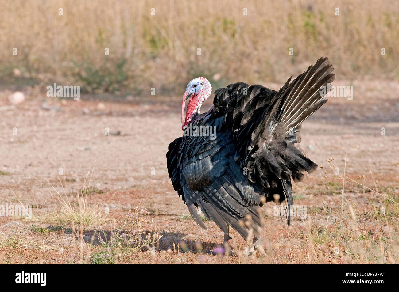 Wilder Truthahn (Meleagris Gallopavo), wilde männlich oder Goobler stolzieren um Weibchen anzulocken. Stockfoto
