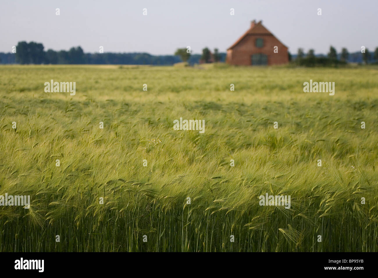 Felder von Getreide, Gerste, Scheune, Norddeutschland Stockfoto