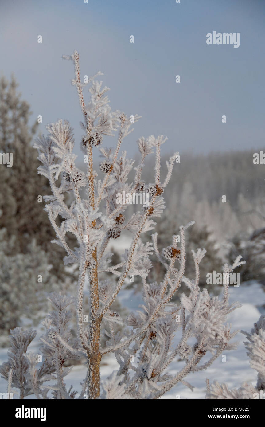 USA, Wyoming. Yellowstone-Nationalpark. Kiefer, Blick vom Old Faithful Geysir Loop Trail im Winter bereift. Stockfoto