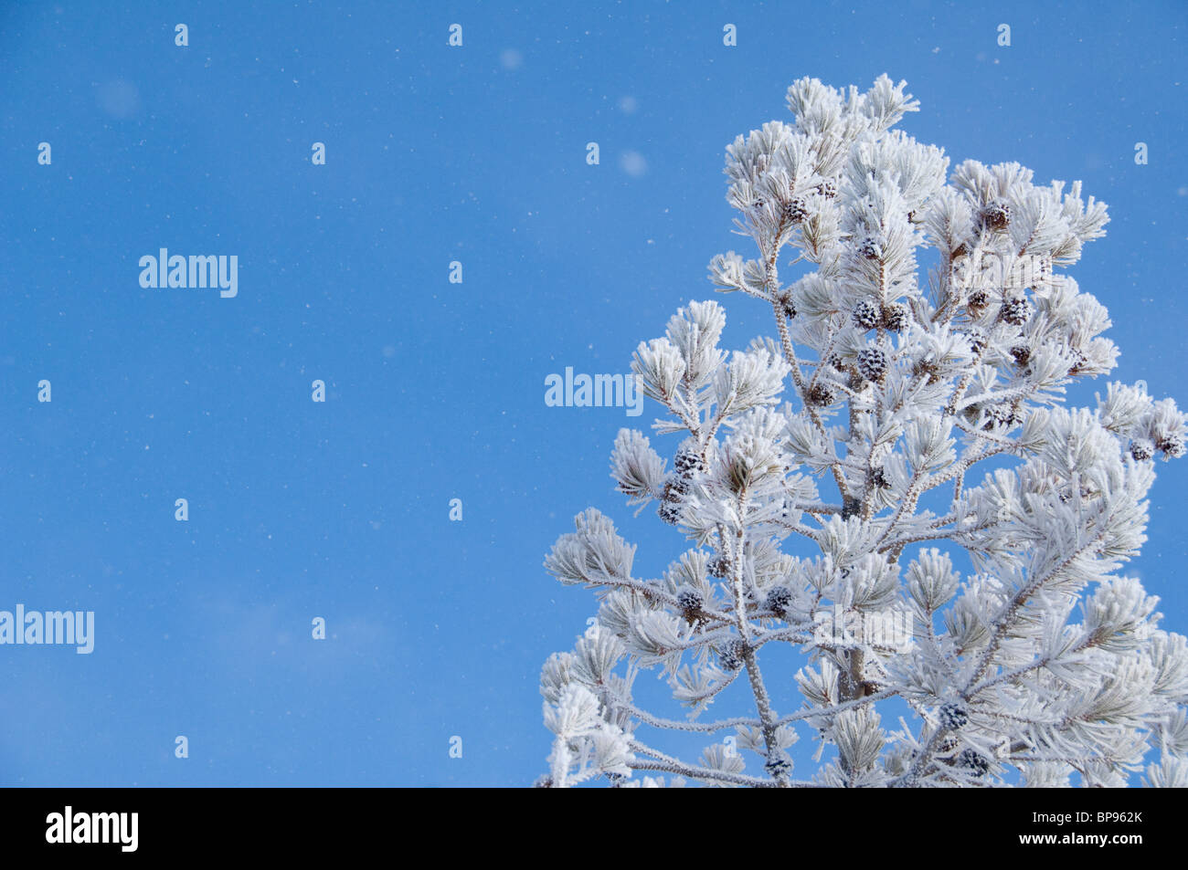 USA, Wyoming. Yellowstone-Nationalpark. Kiefer, Blick vom Old Faithful Geysir Loop Trail im Winter bereift. Stockfoto