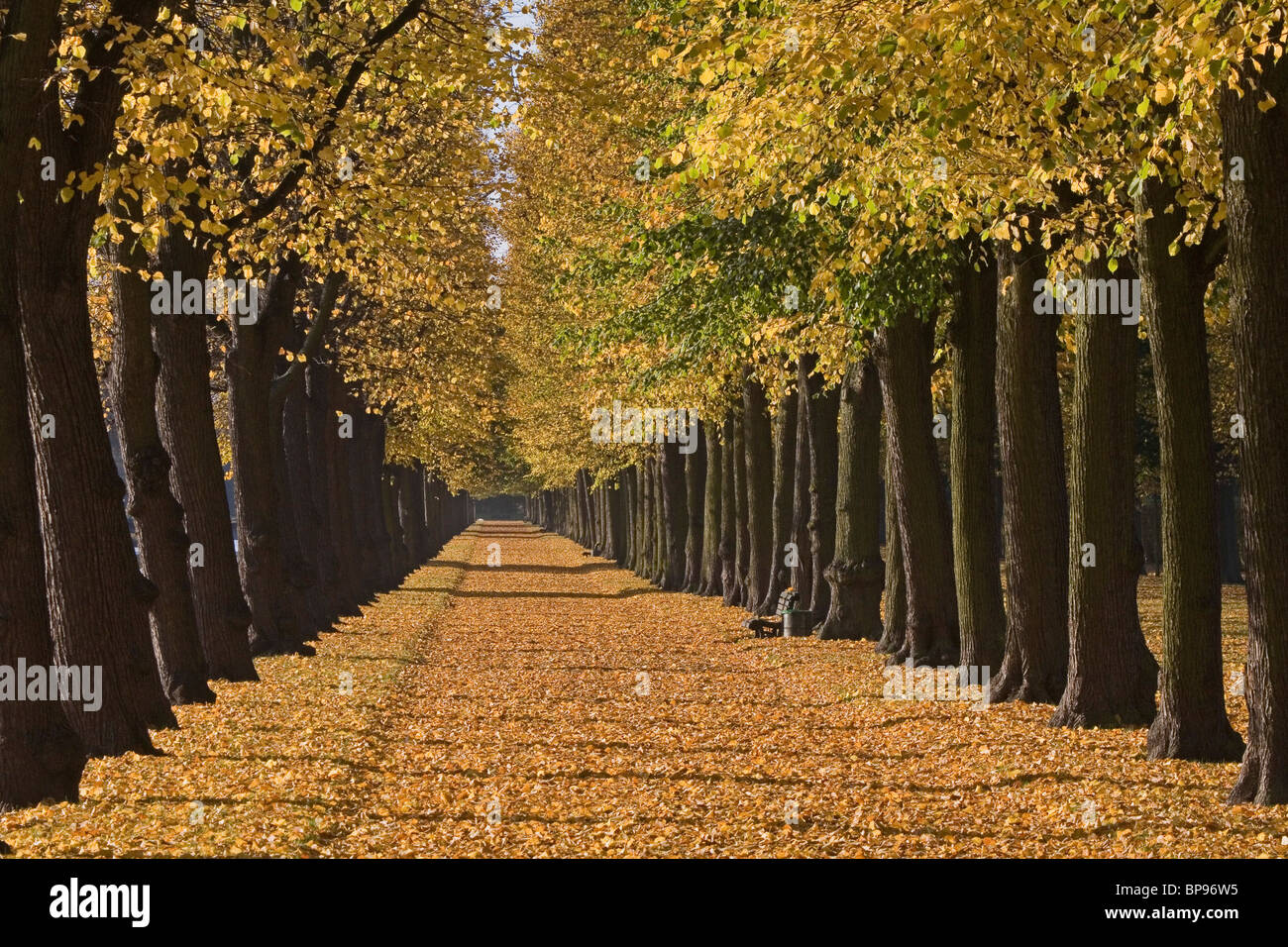 Herbst, Graft, Baumreihen entlang Wassergraben rund um den großen Garten Herrenhausen in Hannover, einer der am besten erhaltenen Histo Europas Stockfoto