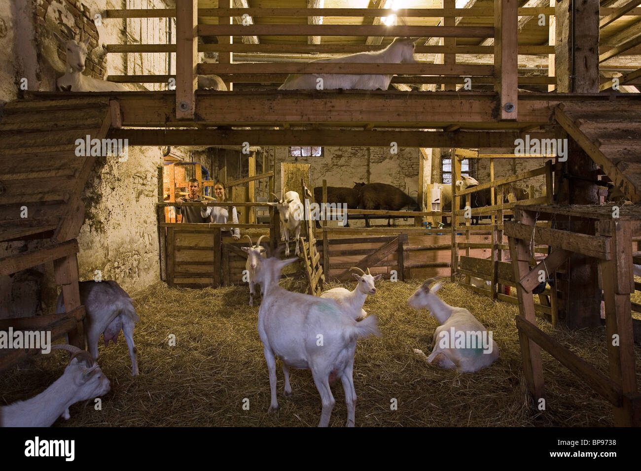 Ziegen im Stall, sich in der Nähe von Lehrte, Niedersachsen, Deutschland Stockfoto