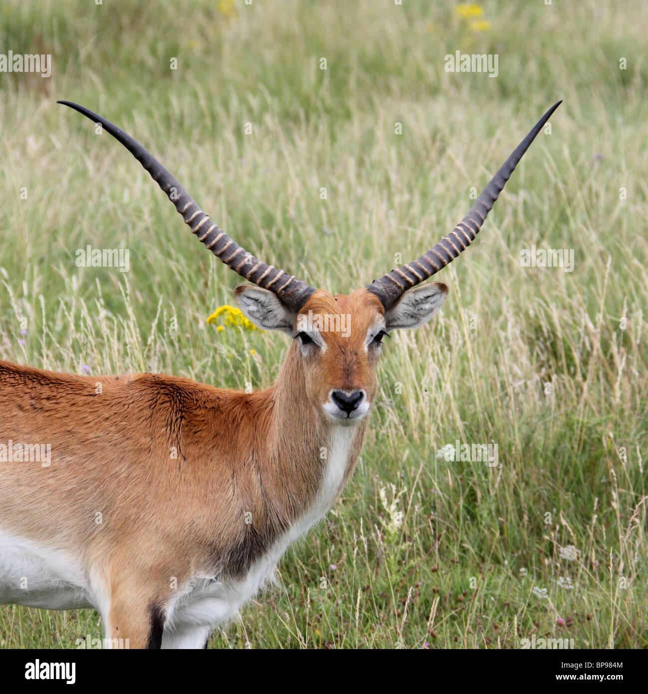 roten Letschwe Antilopen Kobus leche Stockfoto