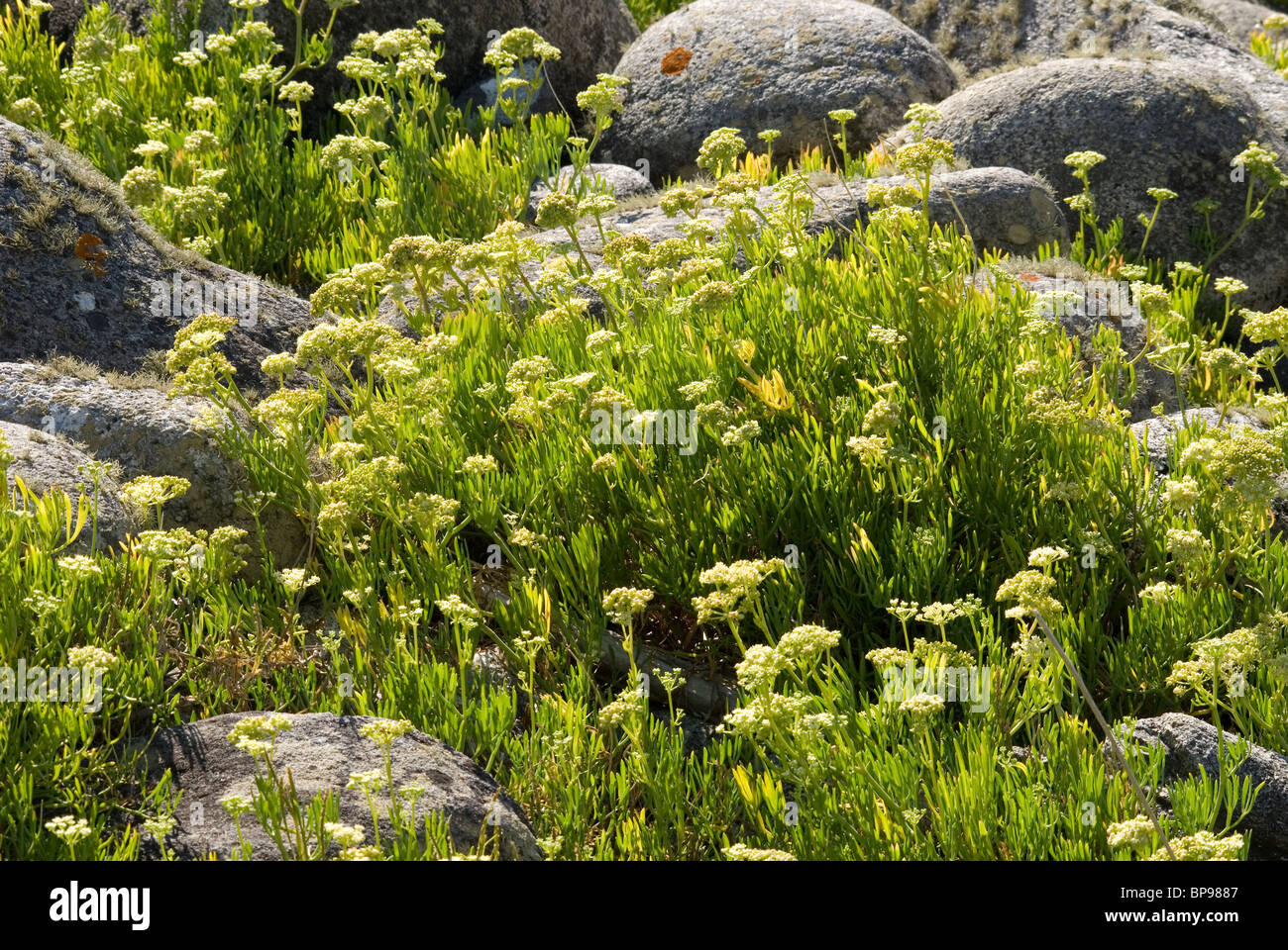 Queller oder Meer Fenchel (Crithmum Maritimum) Stockfoto