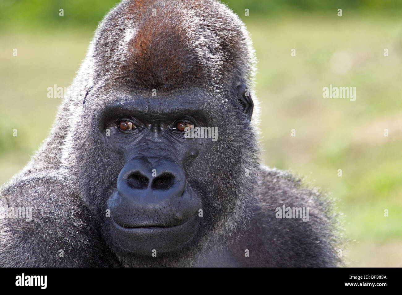 Westliche Tiefland-Gorilla Stockfoto