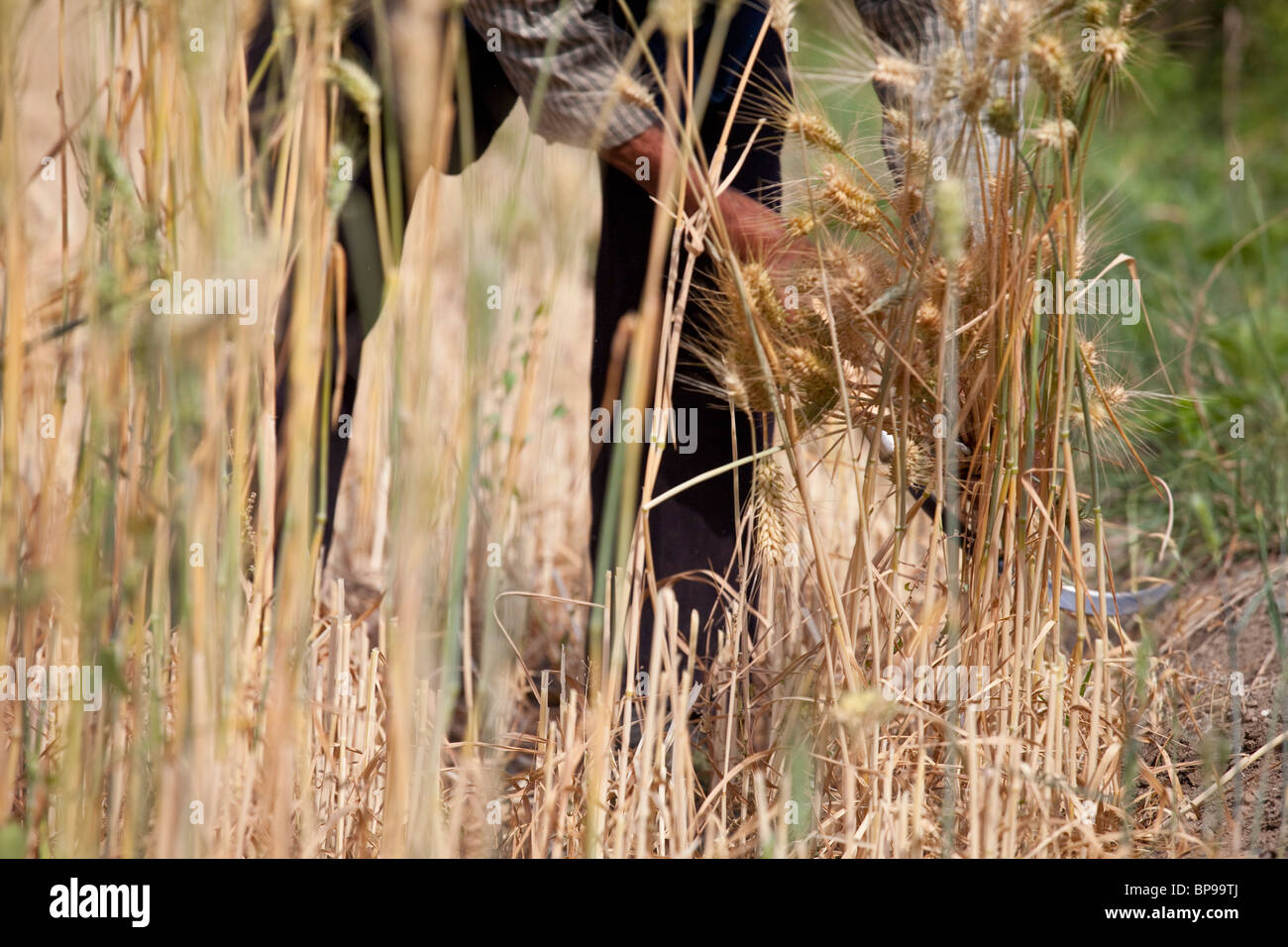 Frau Reeping Weizen in einem Feld in der südlichen Provinz Yunnan, China Stockfoto