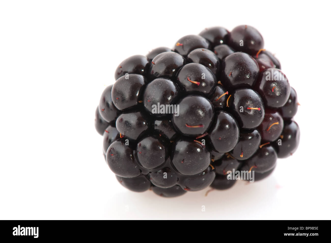 frische reife Bramble Berry in Nahaufnahme isoliert auf weiß Stockfoto