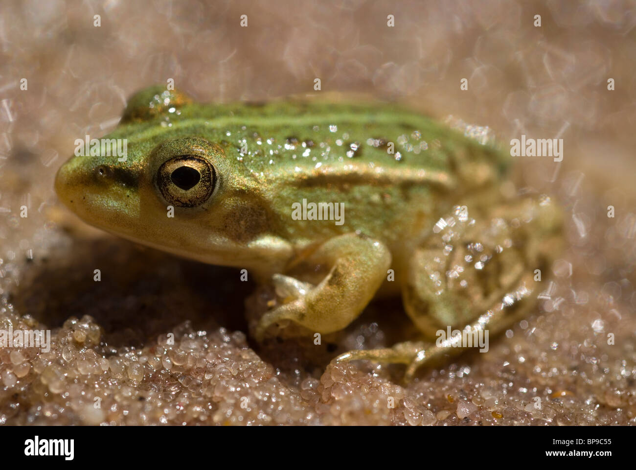 Junge iberische grüner Frosch (Rana Perezi) Stockfoto