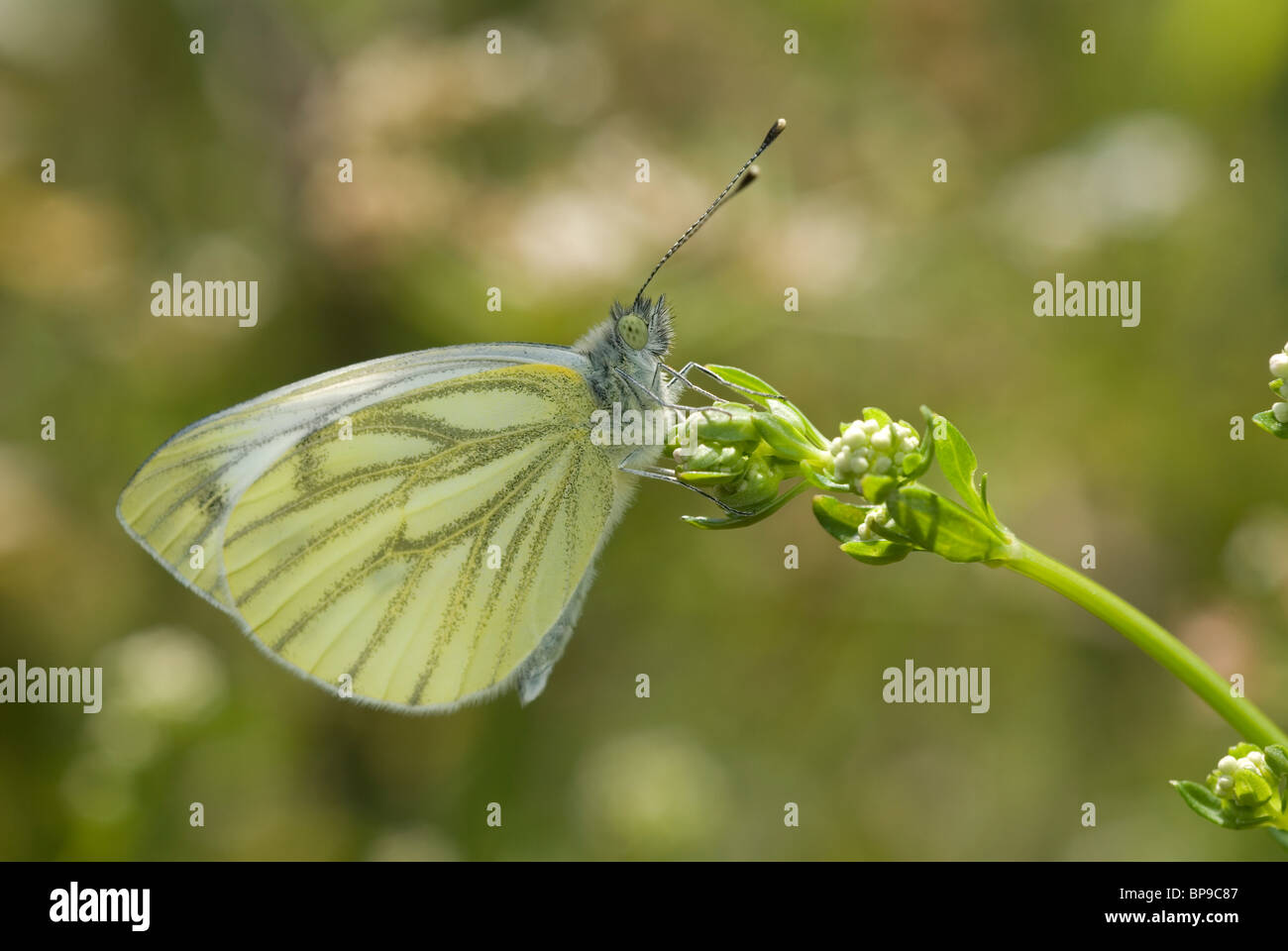 Grün-veined weiß Schmetterling (Pieris Napi) Stockfoto