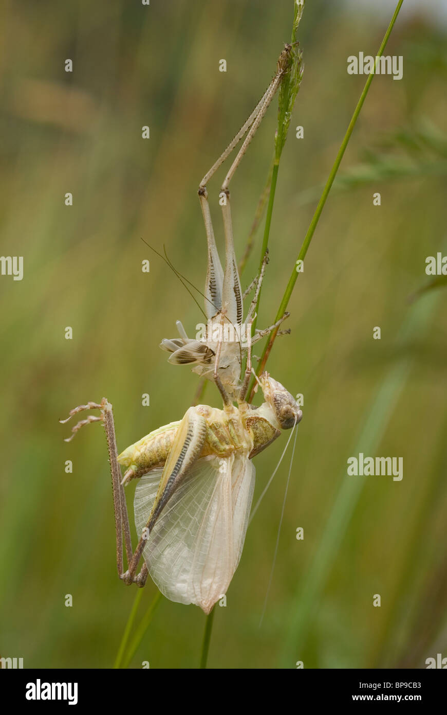 Dunkle Bush Cricket (Pholidoptera Sabulosa) Mitglied der Familie Tettigoniidae, die alte Haut zu vergießen. Stockfoto