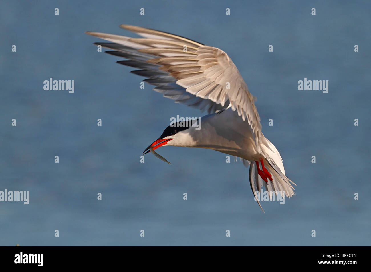 Seeschwalbe in Flug Sterna hirundo Stockfoto