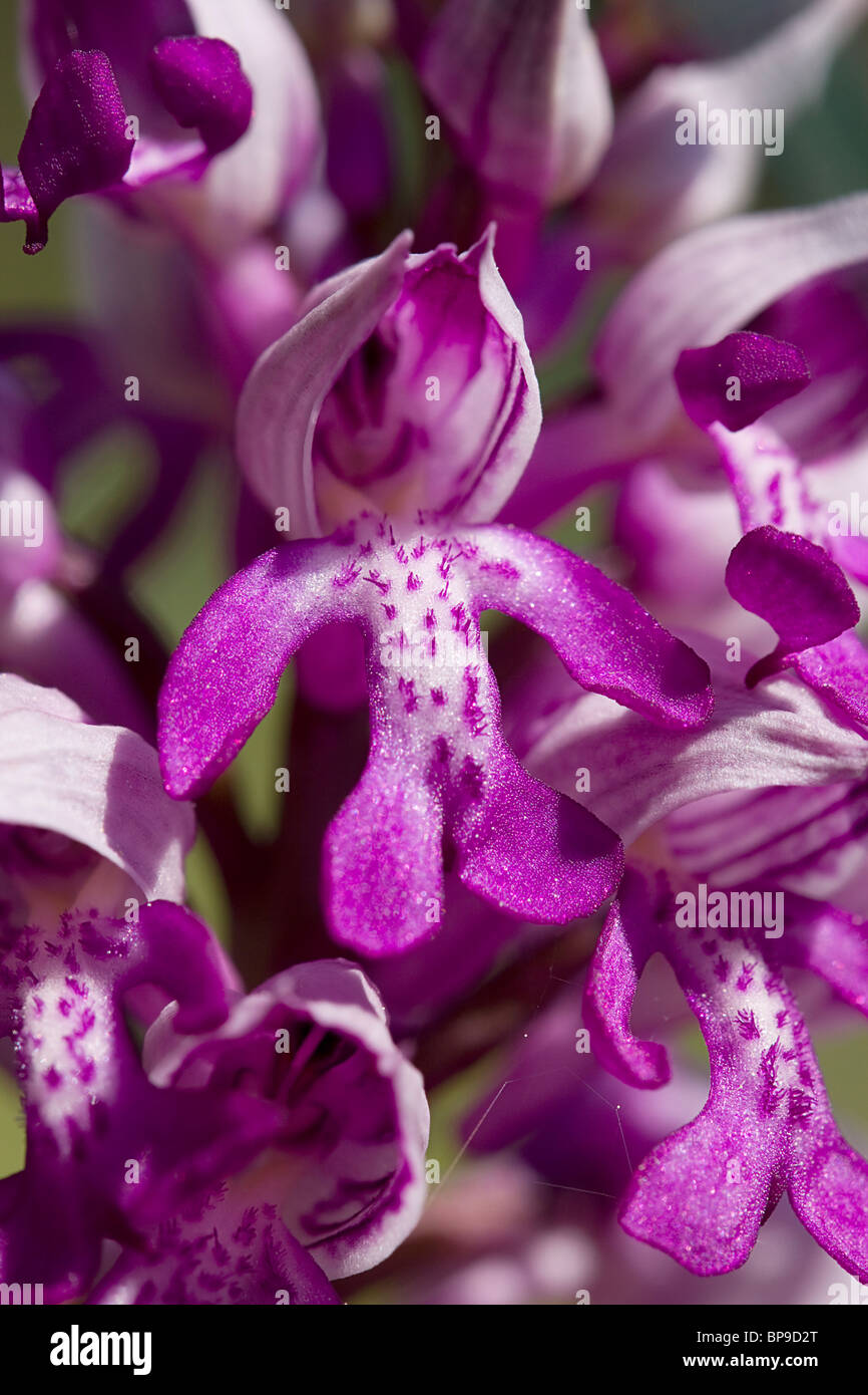 Militärische Orchidee Orchis Militaris Buckinghamshire Chilterns Stockfoto