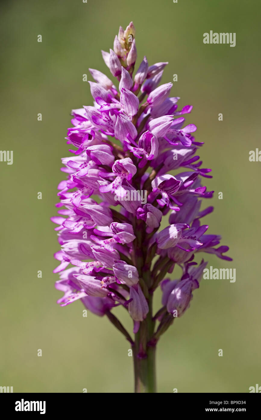 Militärische Orchidee Orchis Militaris Buckinghamshire Chilterns Stockfoto