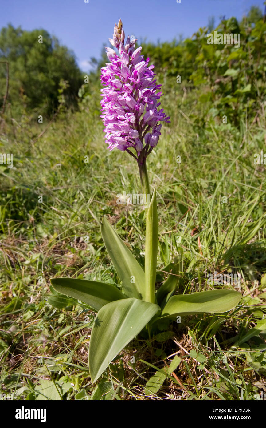 Militärische Orchidee Orchis Militaris Buckinghamshire Chilterns Stockfoto