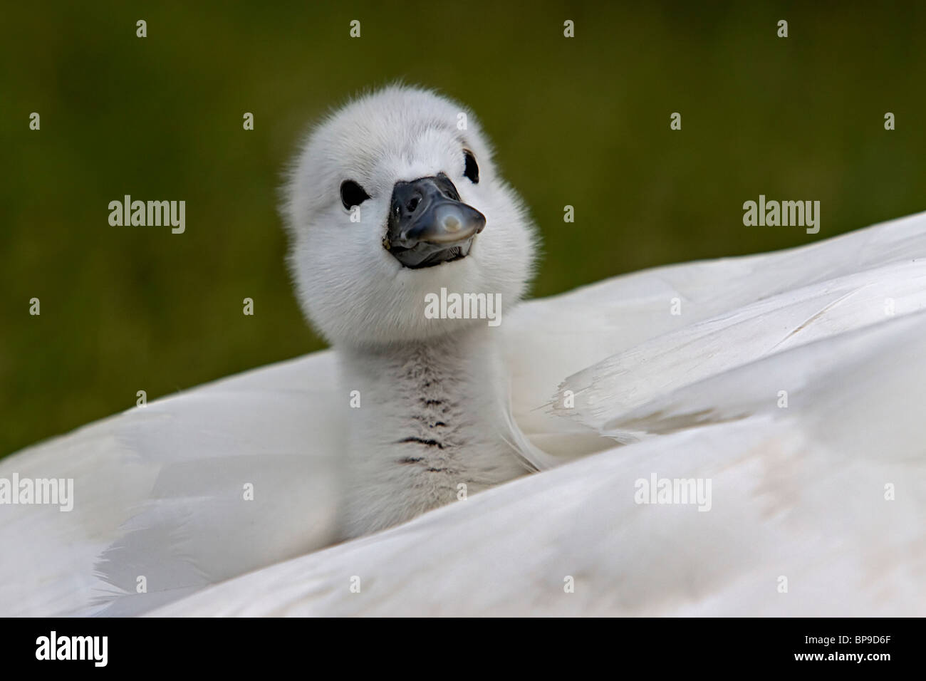Cygnet Baby Höckerschwan niedlichen Vogel Cygnus olor Stockfoto