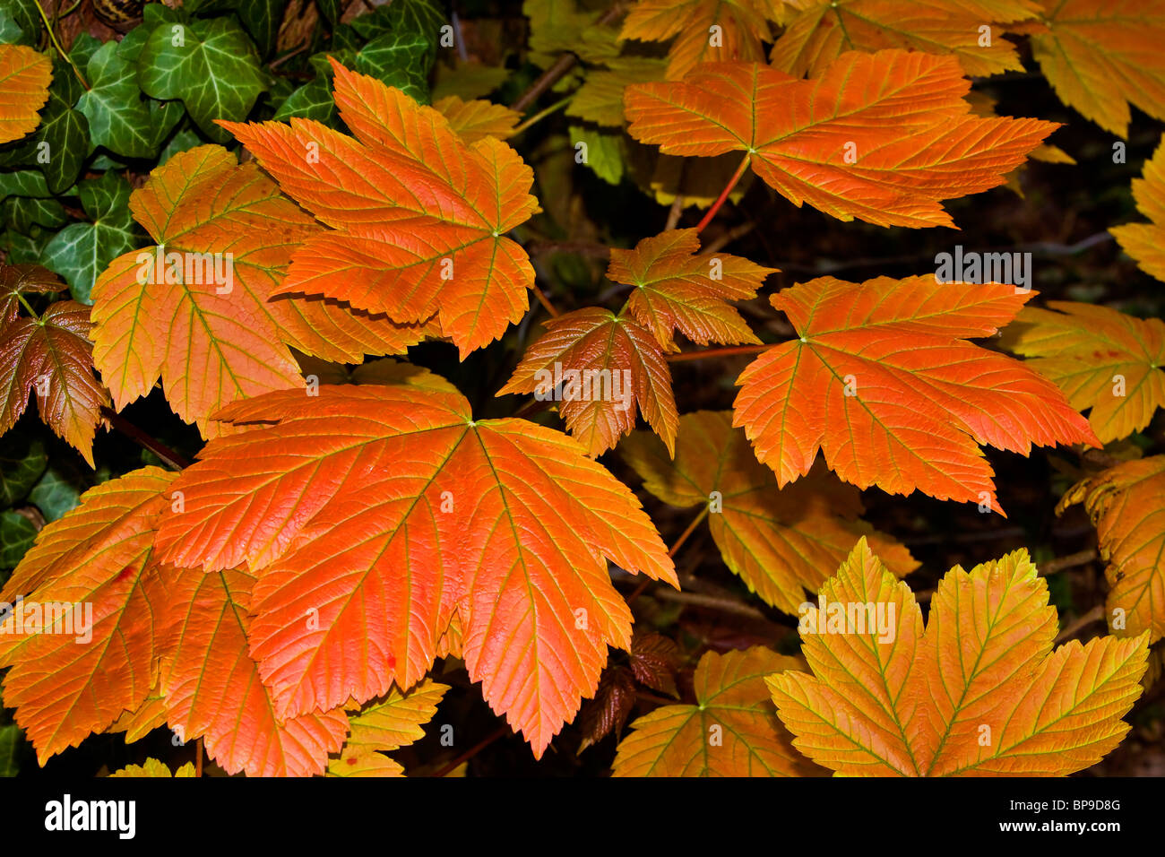 Bergahorn verlässt Herbstfärbung Stockfoto
