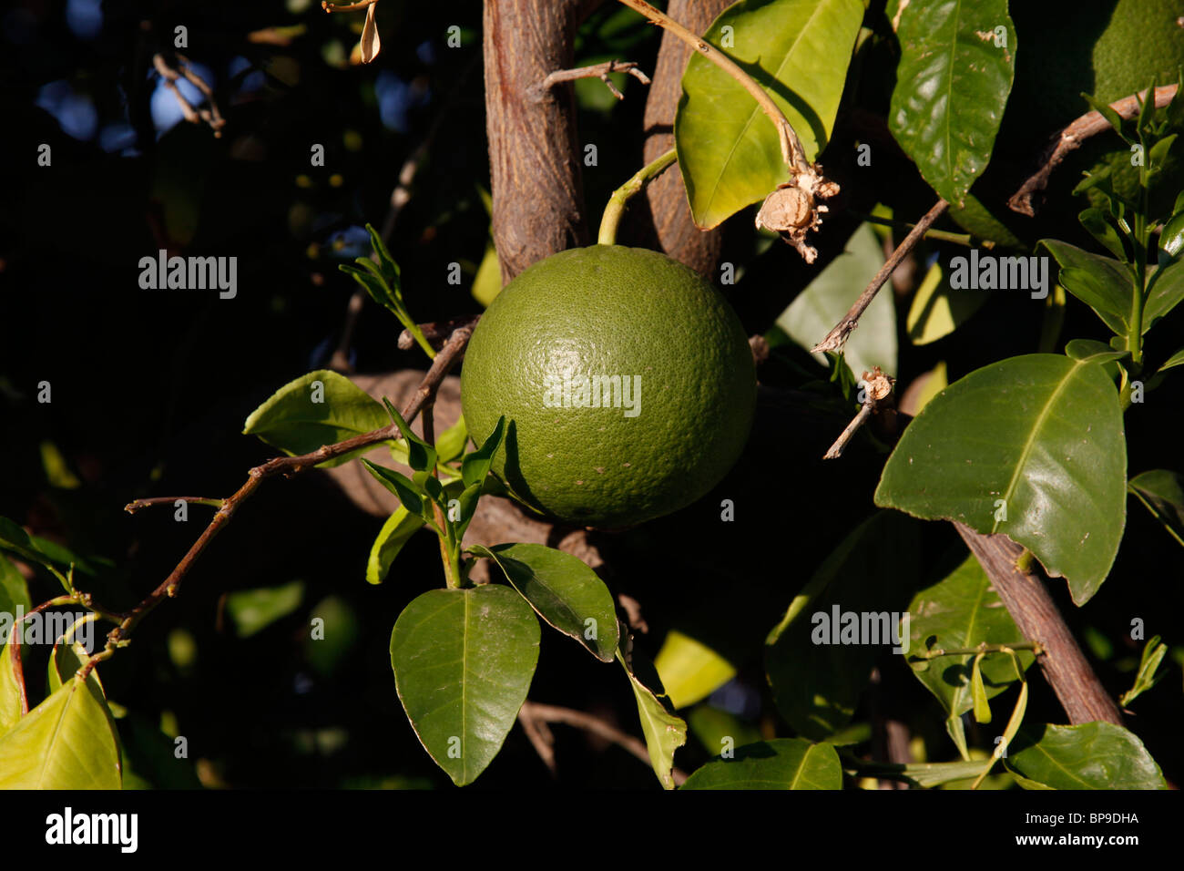 Unreifen Grapefruit, noch grün, wächst an Baum früh in der Saison Stockfoto