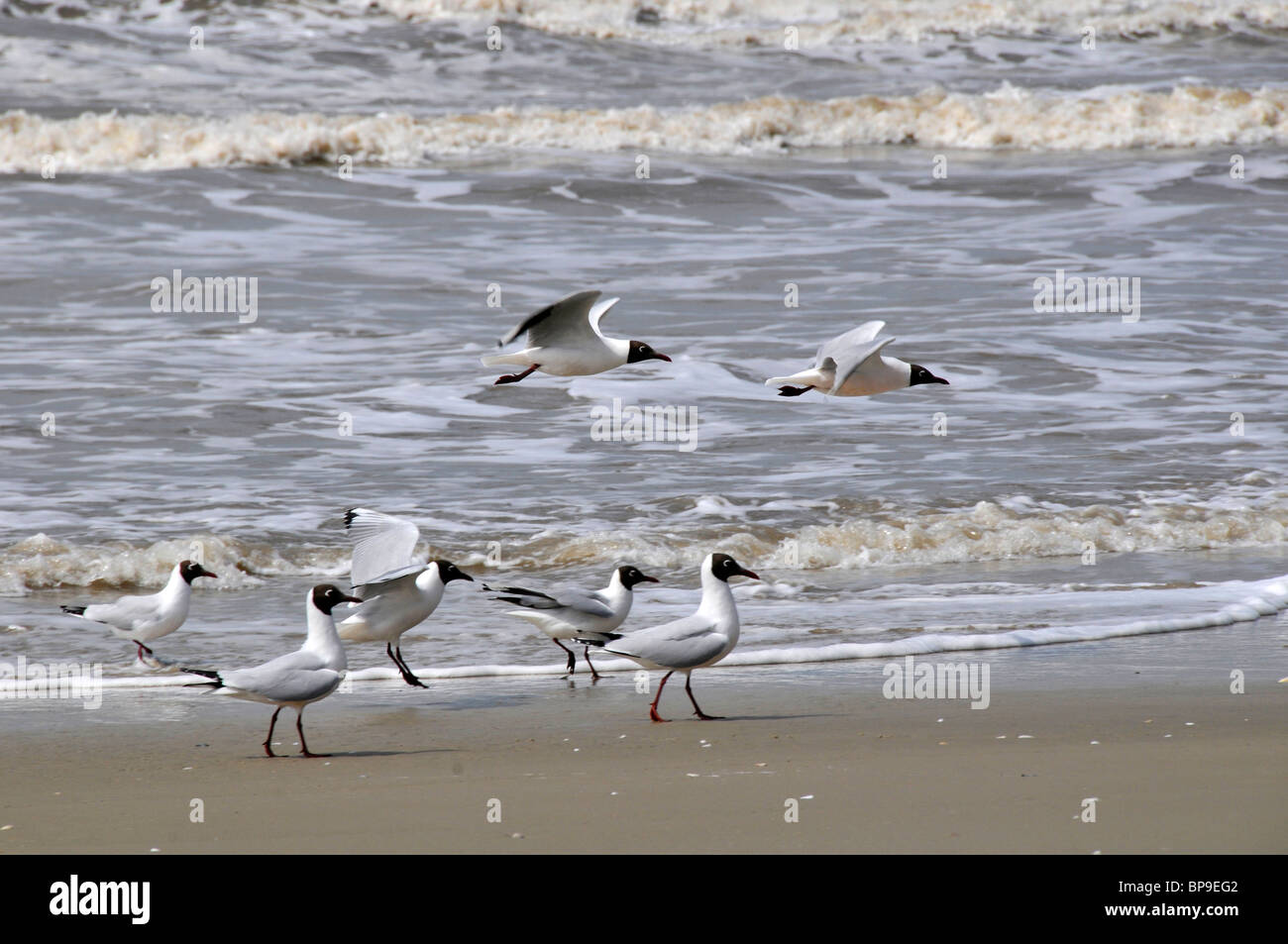 Braun - hooded Möwen, Chroicocephalus maculipennis, Fliegen, Parque Nacional da Lagoa do Peixe, Mostardas, Rio Grande do Sul, Brasilien Stockfoto