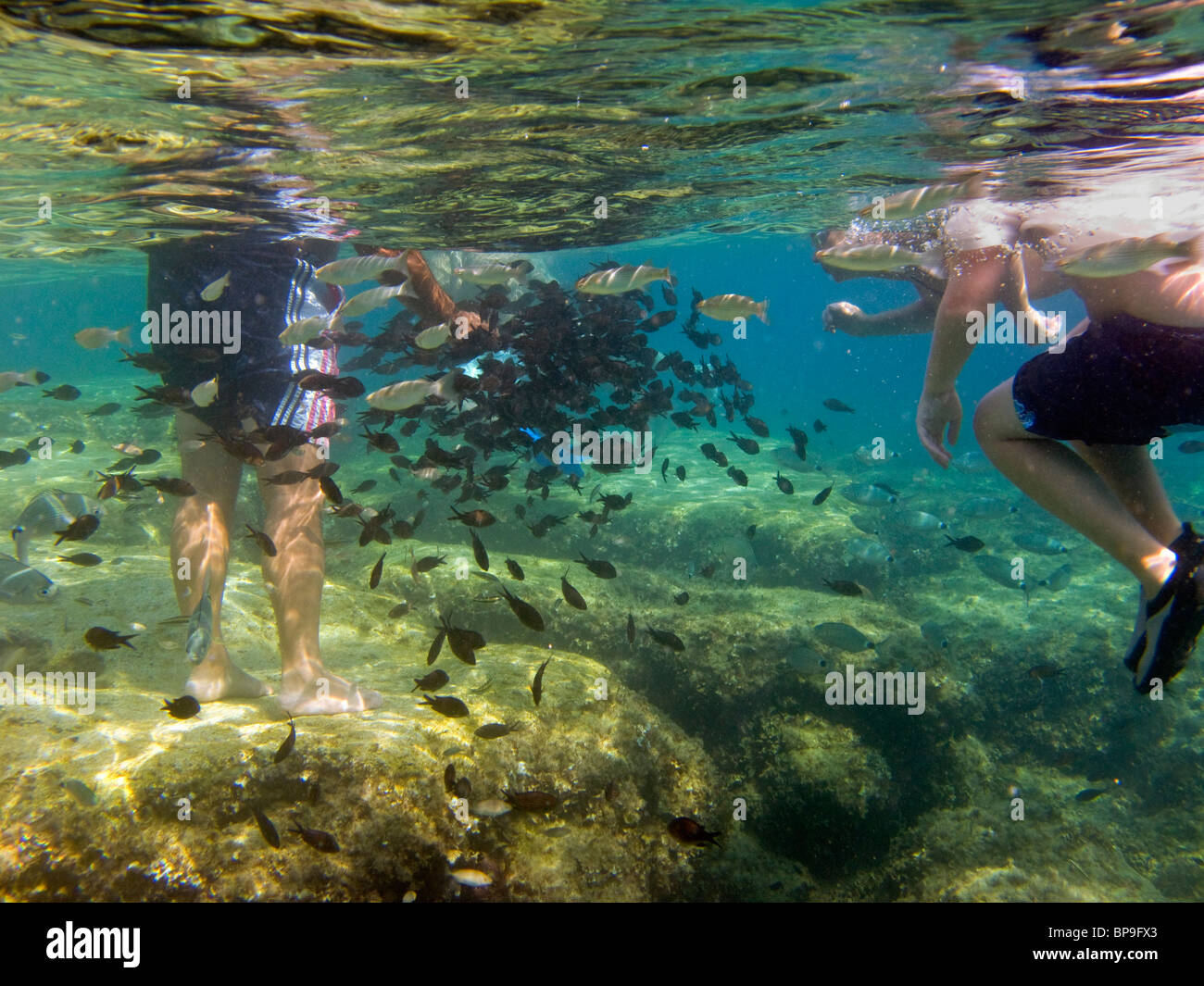Touristen, die Fütterung der Fische mit Brot unter Wasser, am Fig Tree Bay, Protaras, Zypern, Europa. Stockfoto