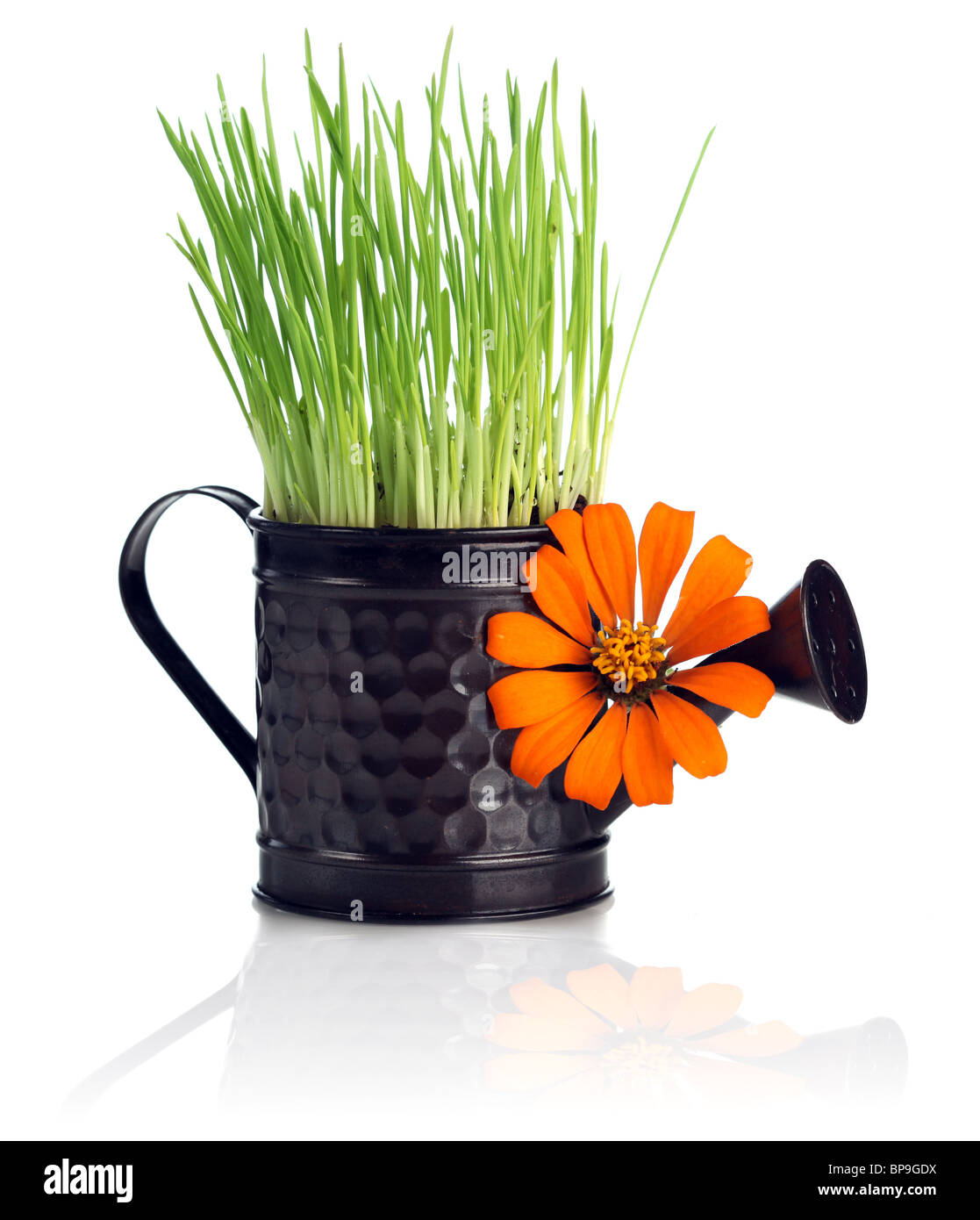 Gießkanne mit Rasen & Blume isoliert auf weiss Stockfoto