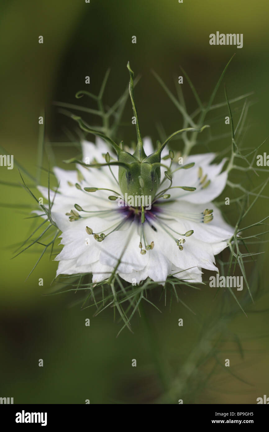 Kleine weiße wilde Blume mit einem stacheligen aber weichen Stamm namens Nigella Damascena genannt auch "Liebe im Nebel" Stockfoto