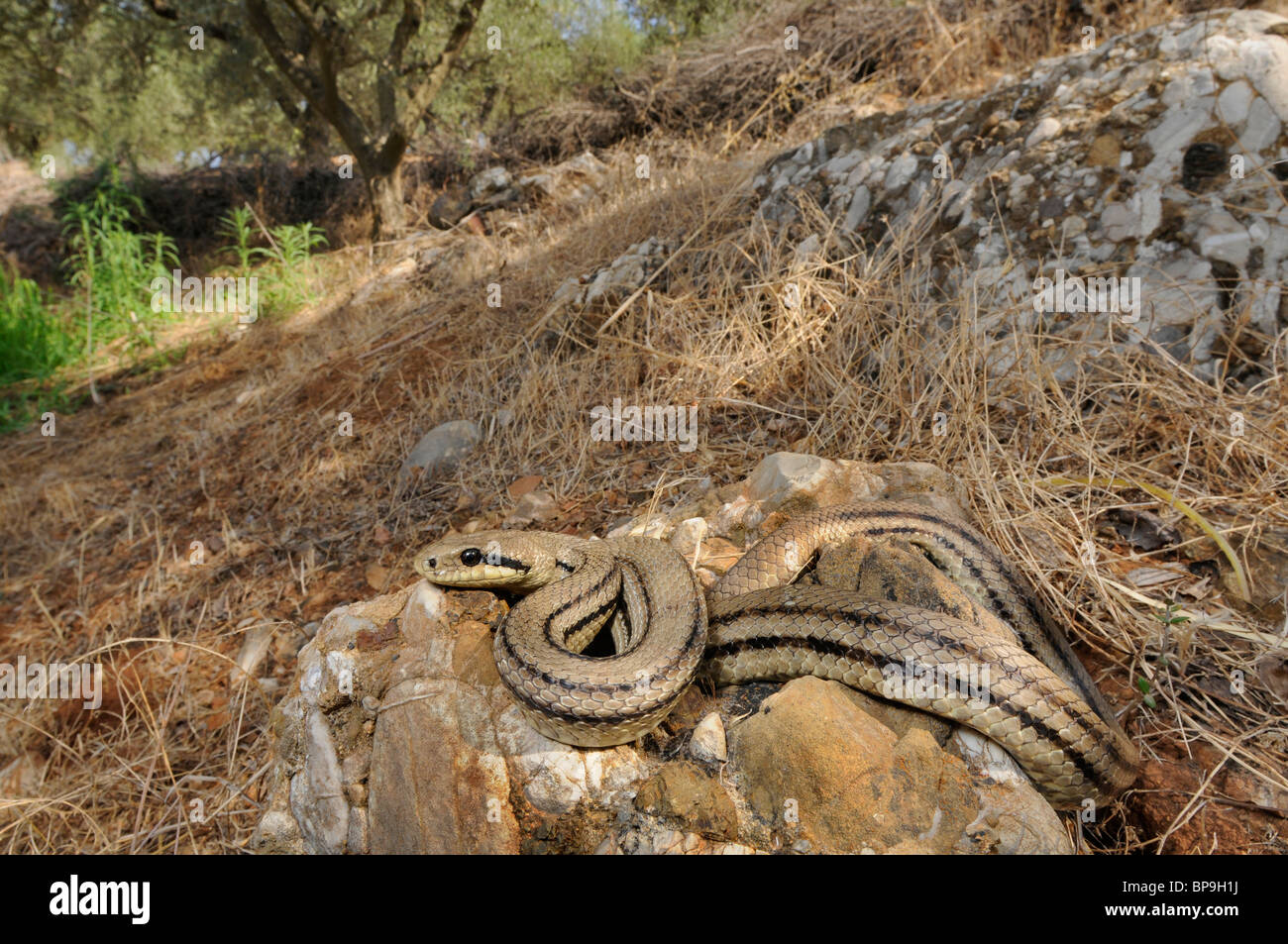 vier-gezeichnete Schlange, gelbe Rattenschlange (bieten Quatuorlineata), Lys auf einem Stein, Griechenland, Peloponnes, Messinien Stockfoto