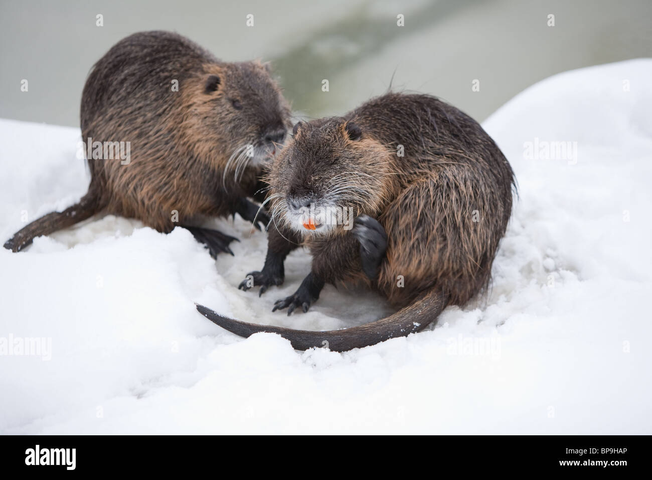 Biber in Ihrem Lebensraum im kalten Winter Stockfoto