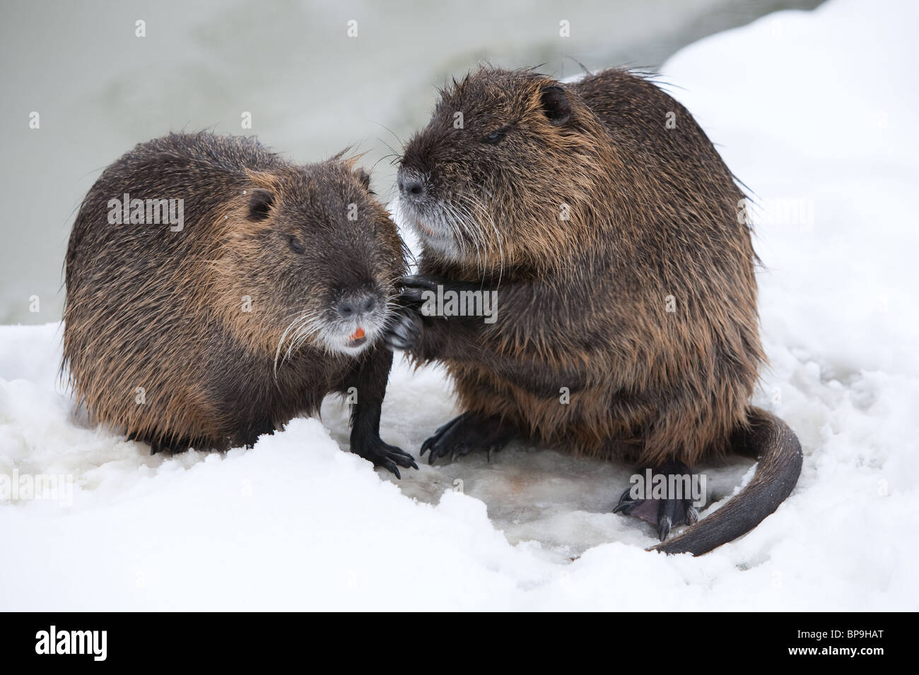 Zwei Mitglieder einer Biberfamilie In der Nähe jedes andere Wildtiere Winter Szene Stockfoto