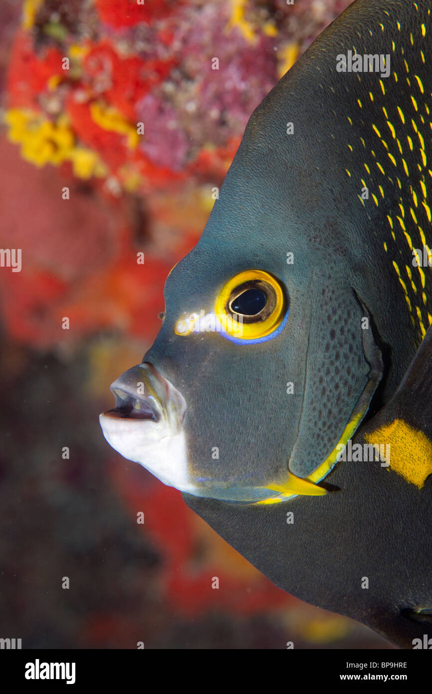 Nahaufnahme von einem französischen Kaiserfisch (Pomacanthus Paru) Stockfoto