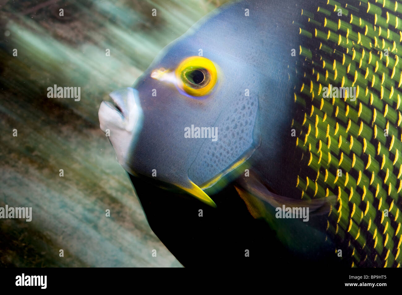 Slow-Shutter Geschwindigkeit Topf mit einer französischen Kaiserfisch (Pomacanthus Paru) Stockfoto