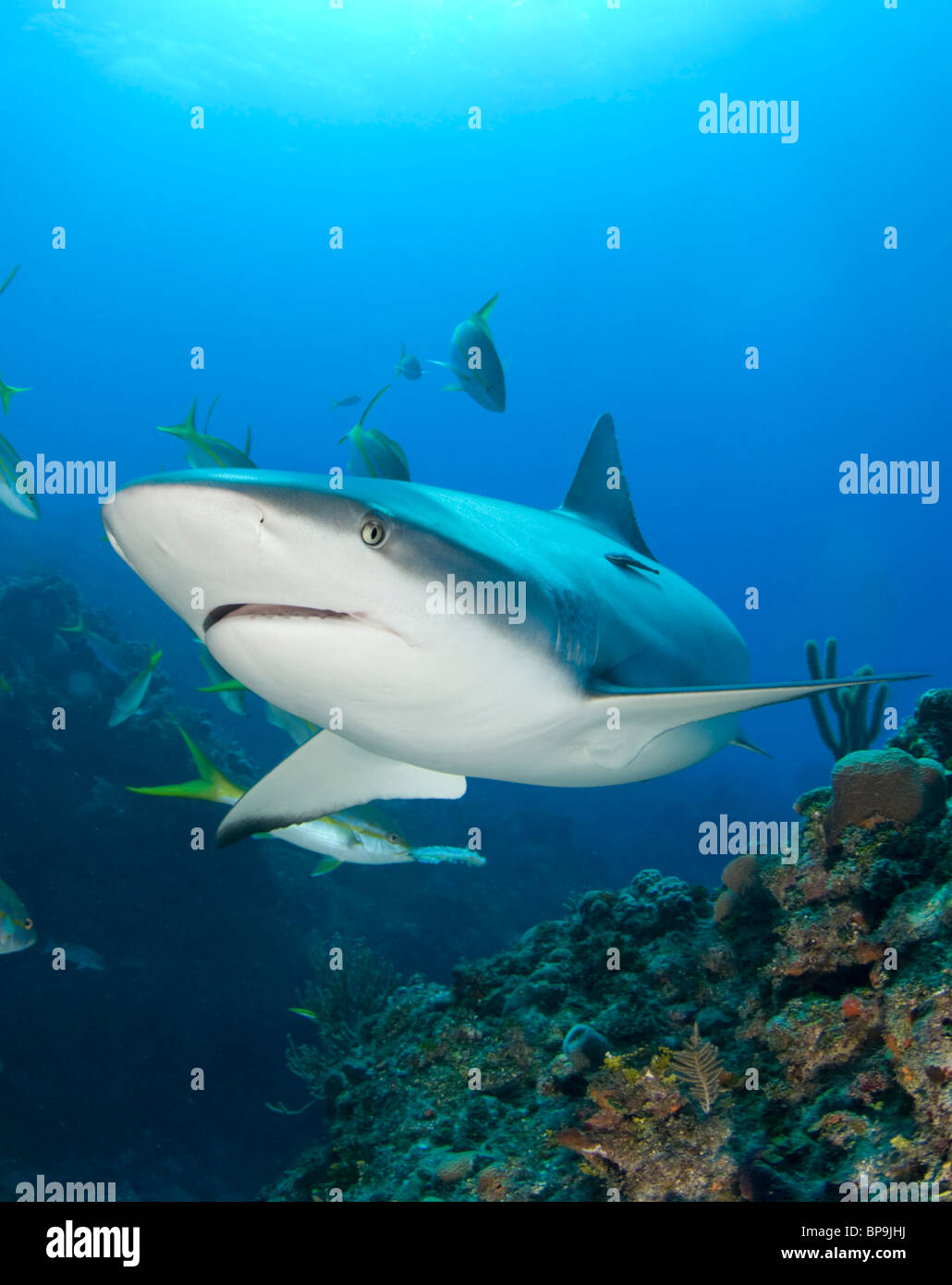 Caribbean Reef Shark schwimmt durch auf den Bahamas Stockfoto