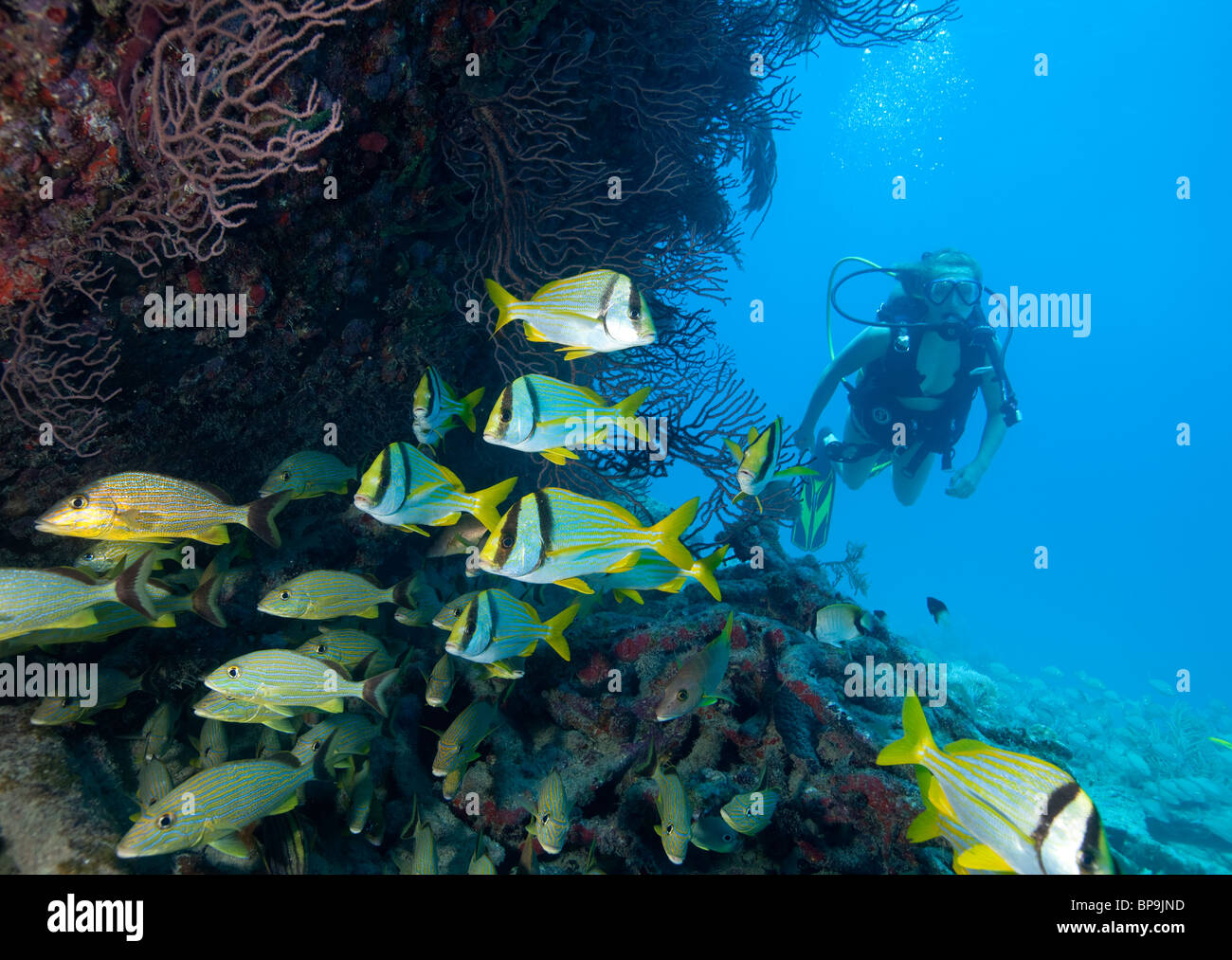 Teenager Taucher beobachtet Porkfish und halten Grunzen auf Benwood Schiffbruch. Stockfoto