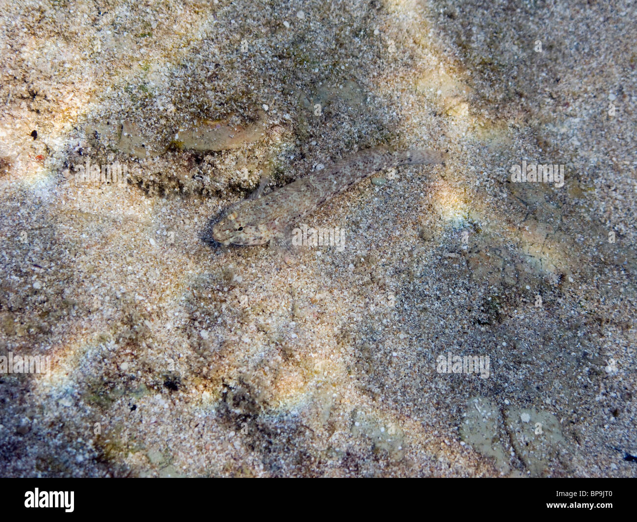 Ein kleiner Fisch, getarnt wie Sand auf dem Boden des Mittelmeers. Stockfoto